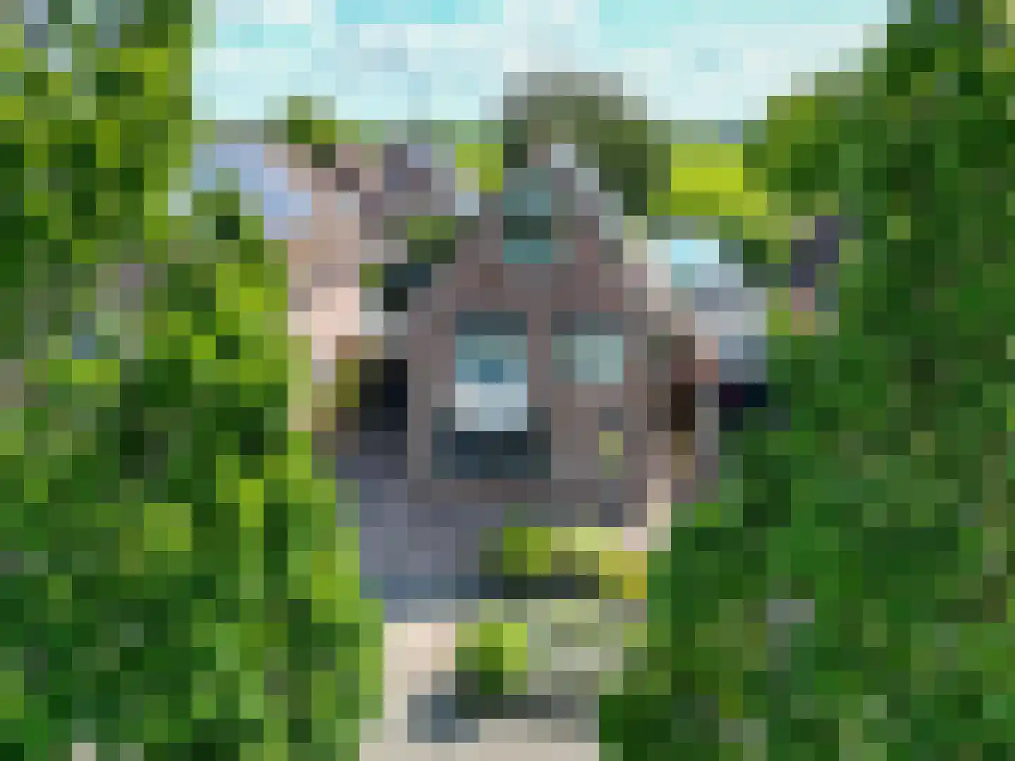 Speenkruid 38 A Bedum thumbnail 4