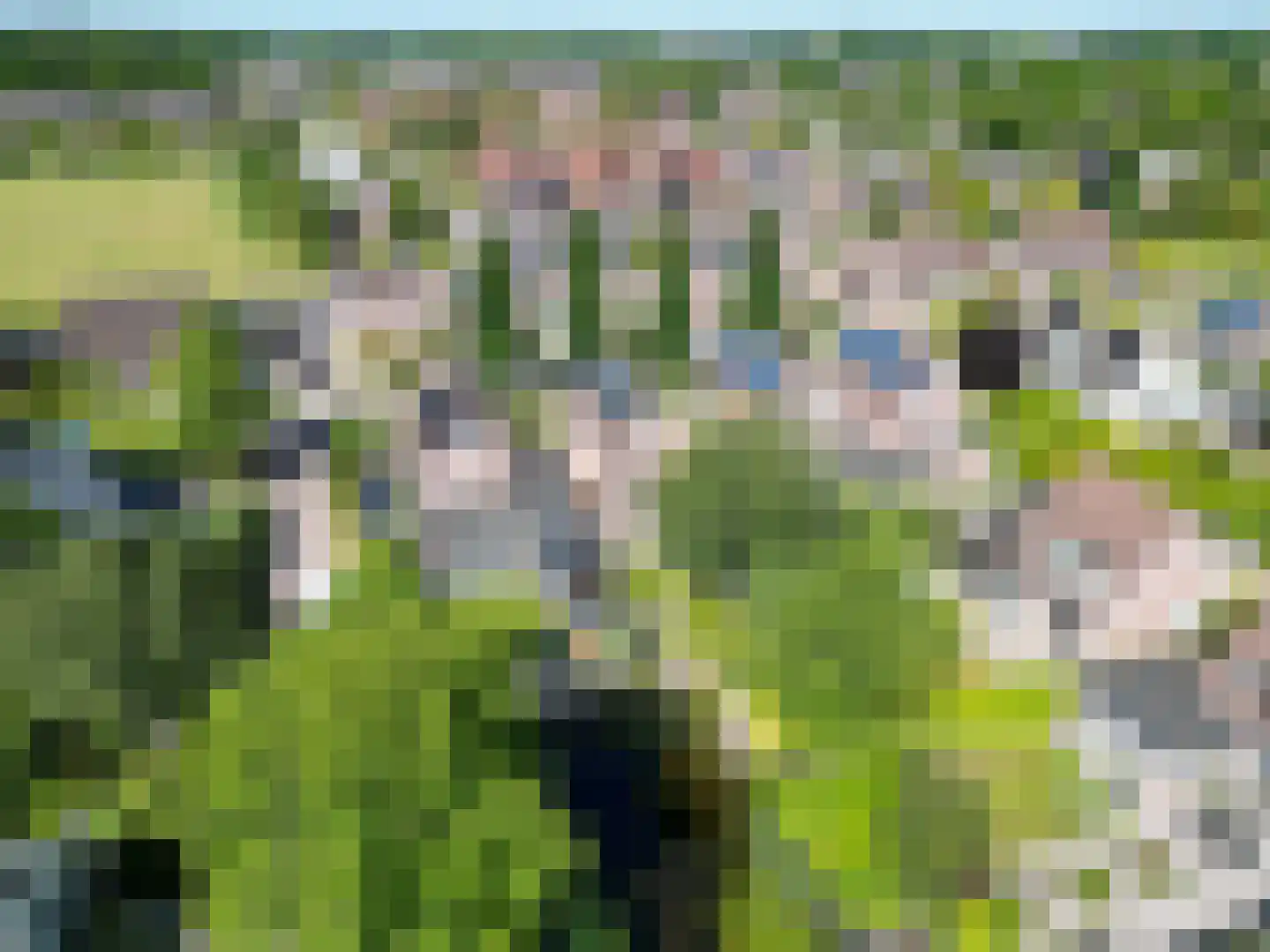 Speenkruid 38 A Bedum thumbnail 6