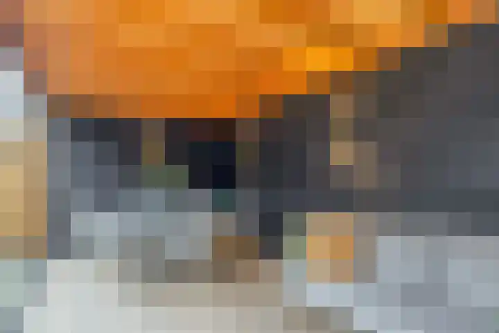 Speenkruid 38 Puttershoek thumbnail 34