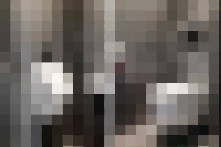 Speenkruid 4 Diemen thumbnail 15