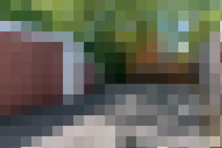 Speenkruid 4 Diemen thumbnail 30