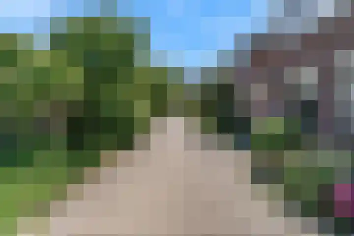 Speenkruid 4 Diemen thumbnail 5