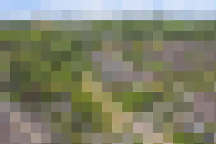 Speenkruid 4 Hoogvliet Rotterdam thumbnail 20