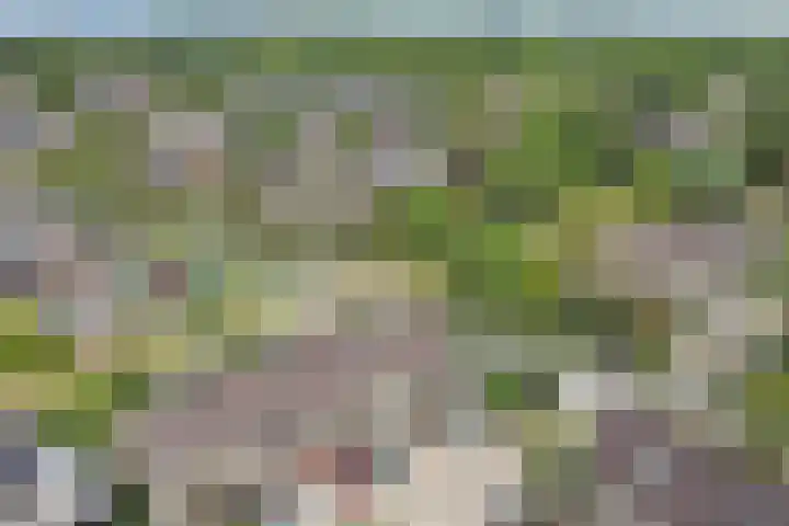 Speenkruid 4 Hoogvliet Rotterdam thumbnail 21