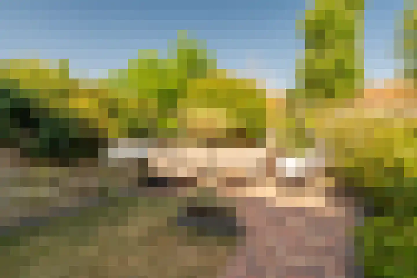Speenkruid 40 Diemen thumbnail 28