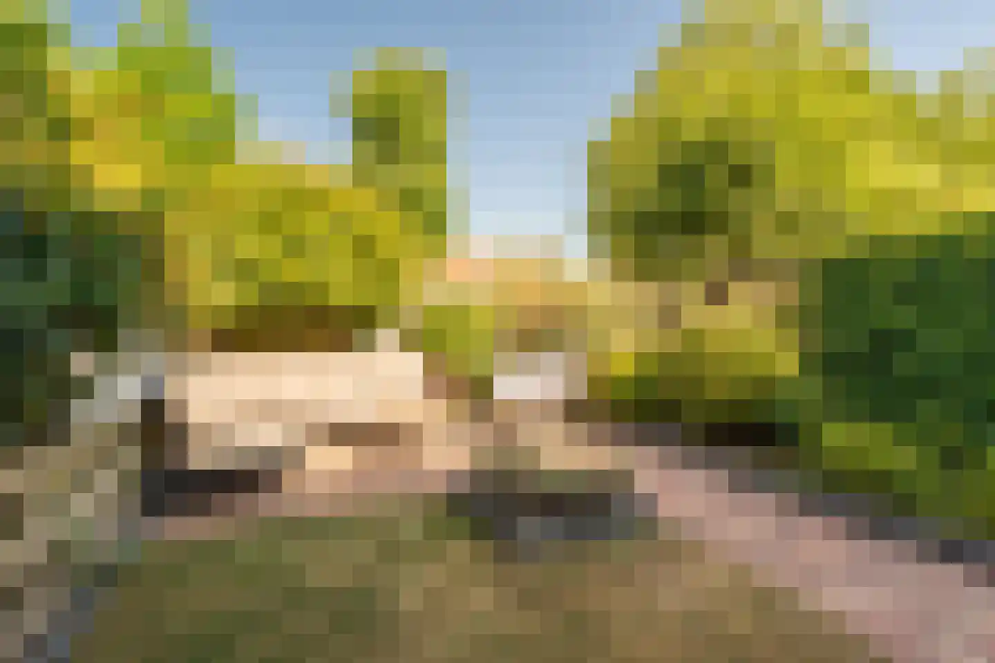 Speenkruid 40 Diemen thumbnail 29