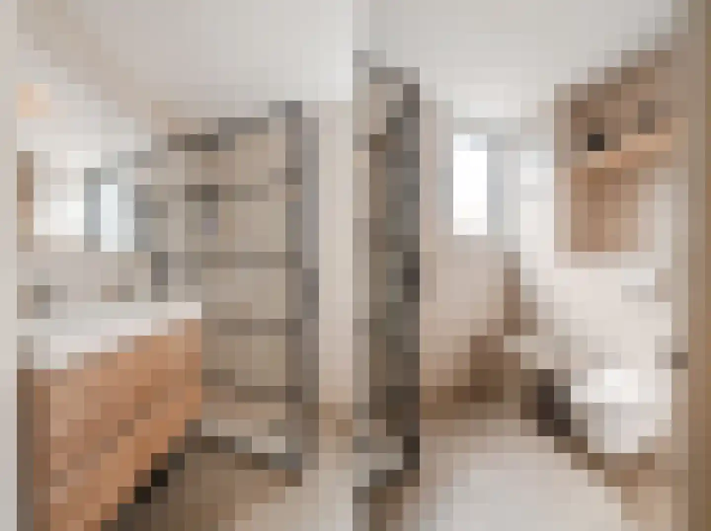 Speenkruid 40 Diemen thumbnail 33