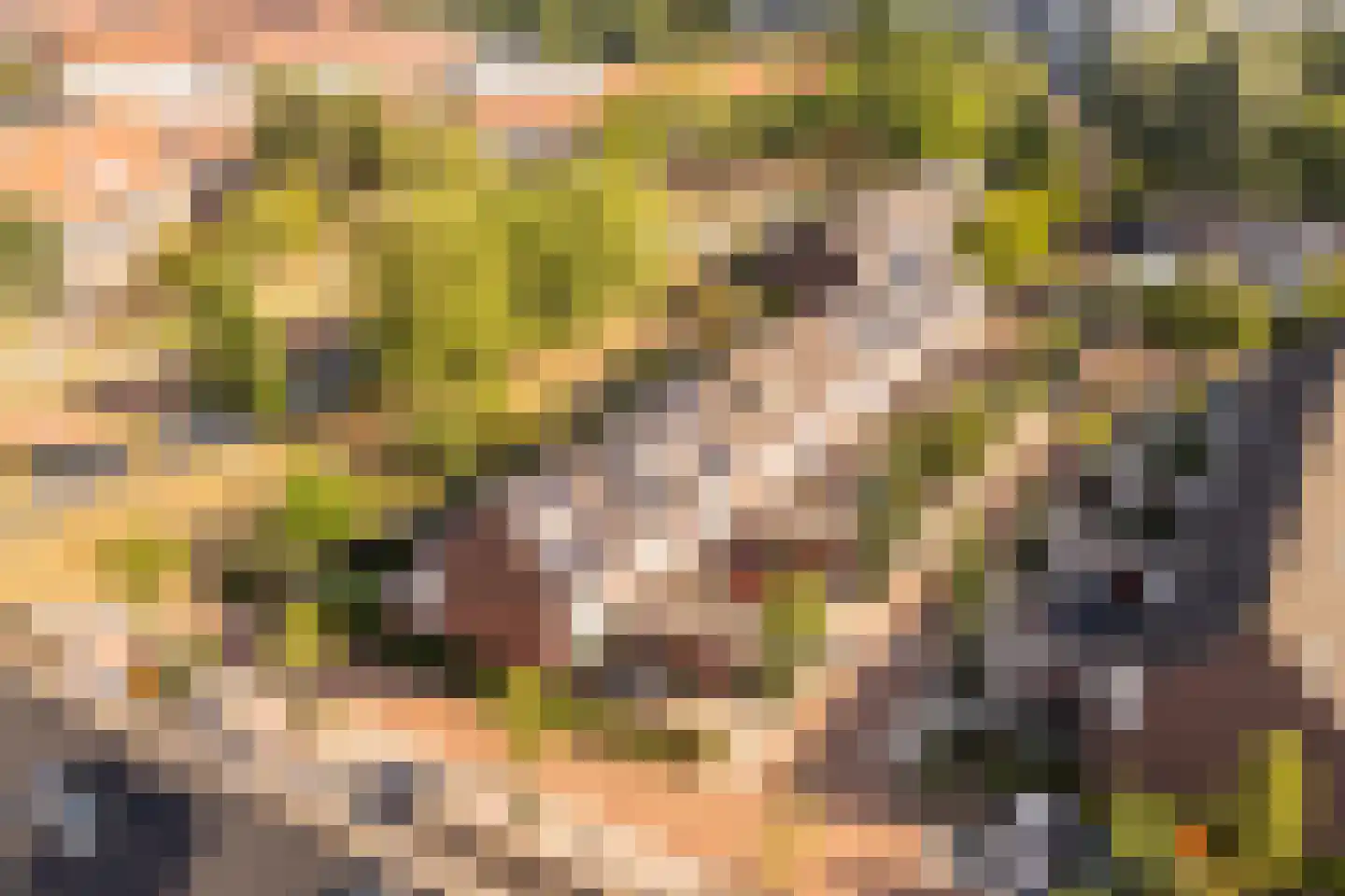 Speenkruid 40 Diemen thumbnail 52