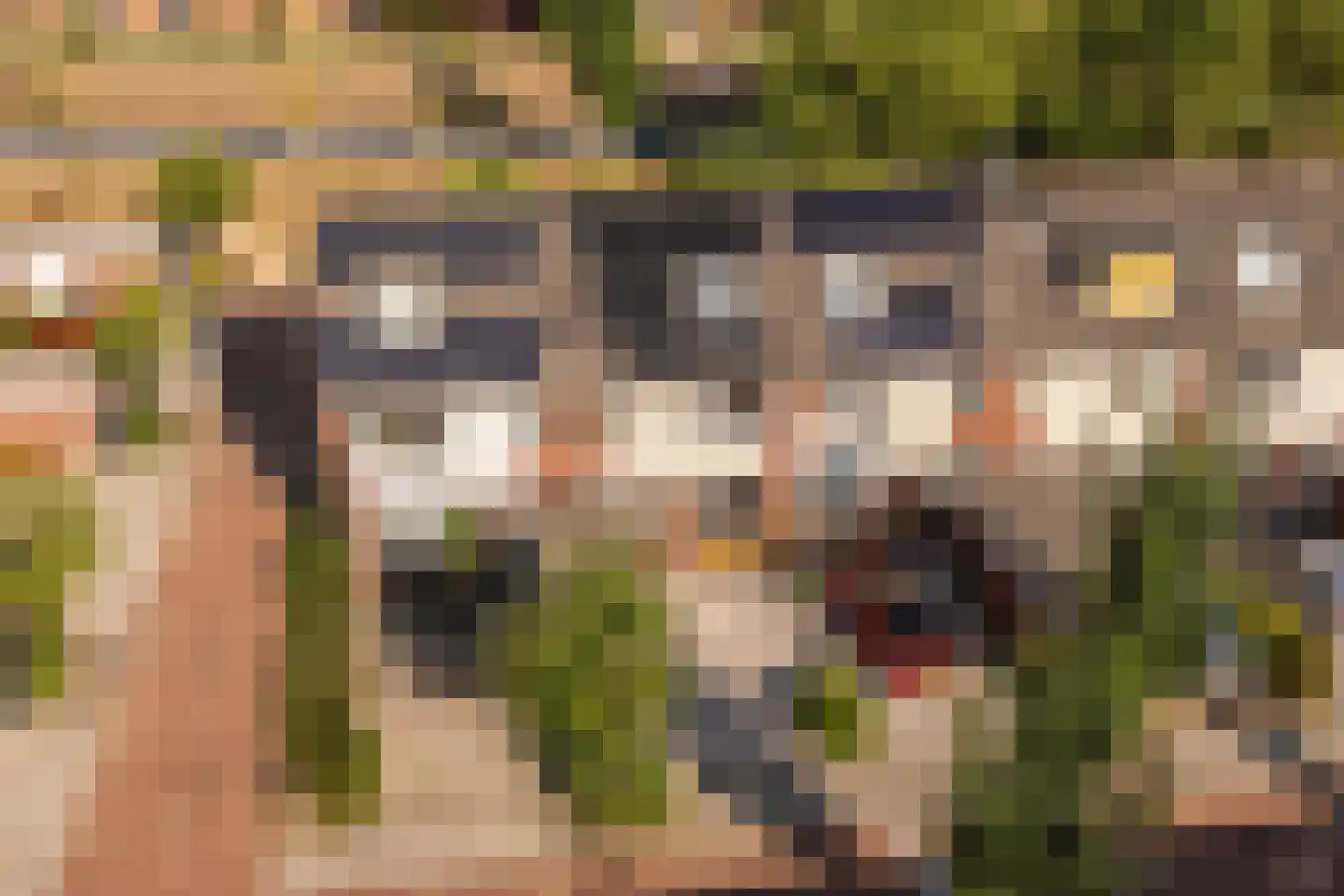 Speenkruid 40 Diemen thumbnail 54