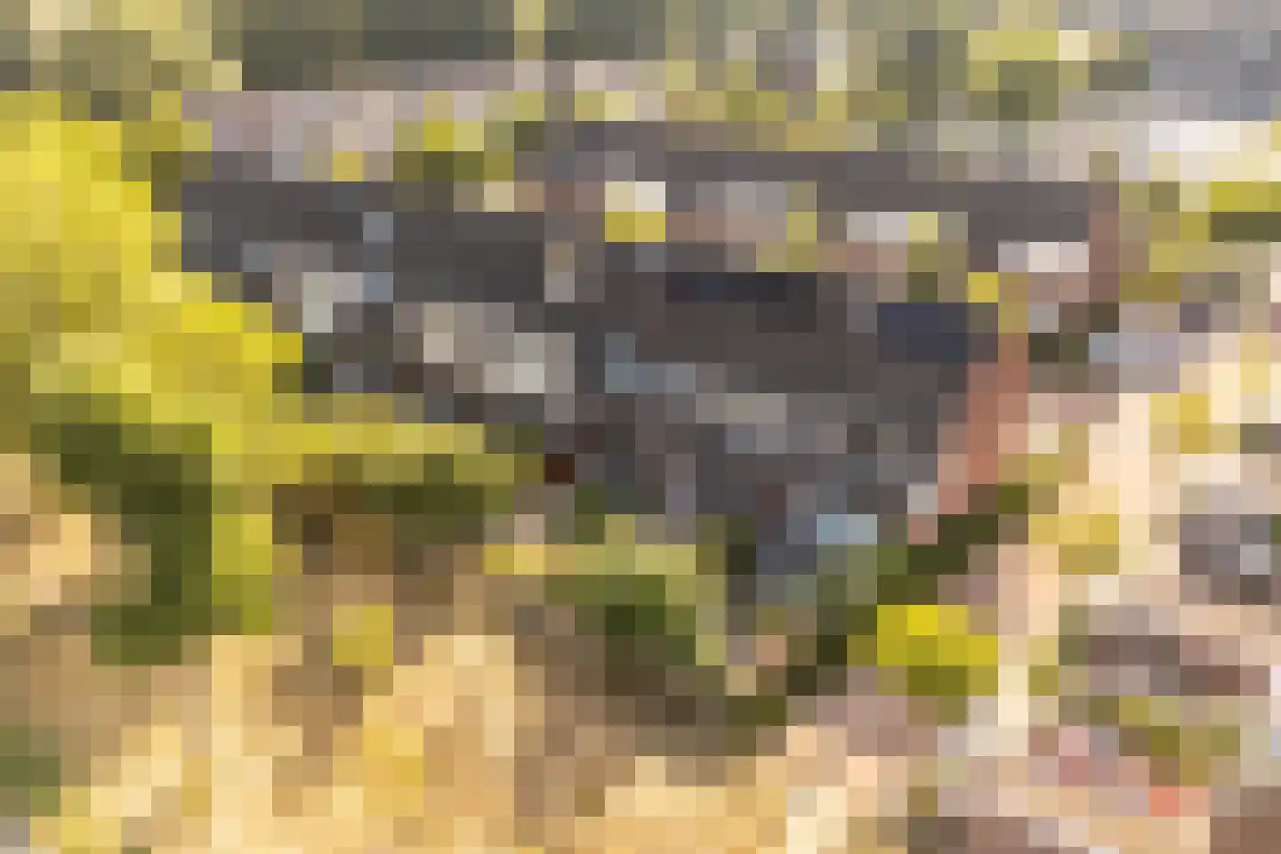 Speenkruid 40 Diemen thumbnail 7