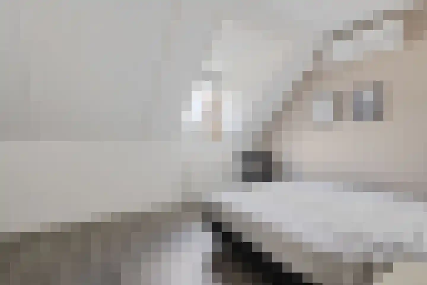 Speenkruid 50 Berghem thumbnail 12