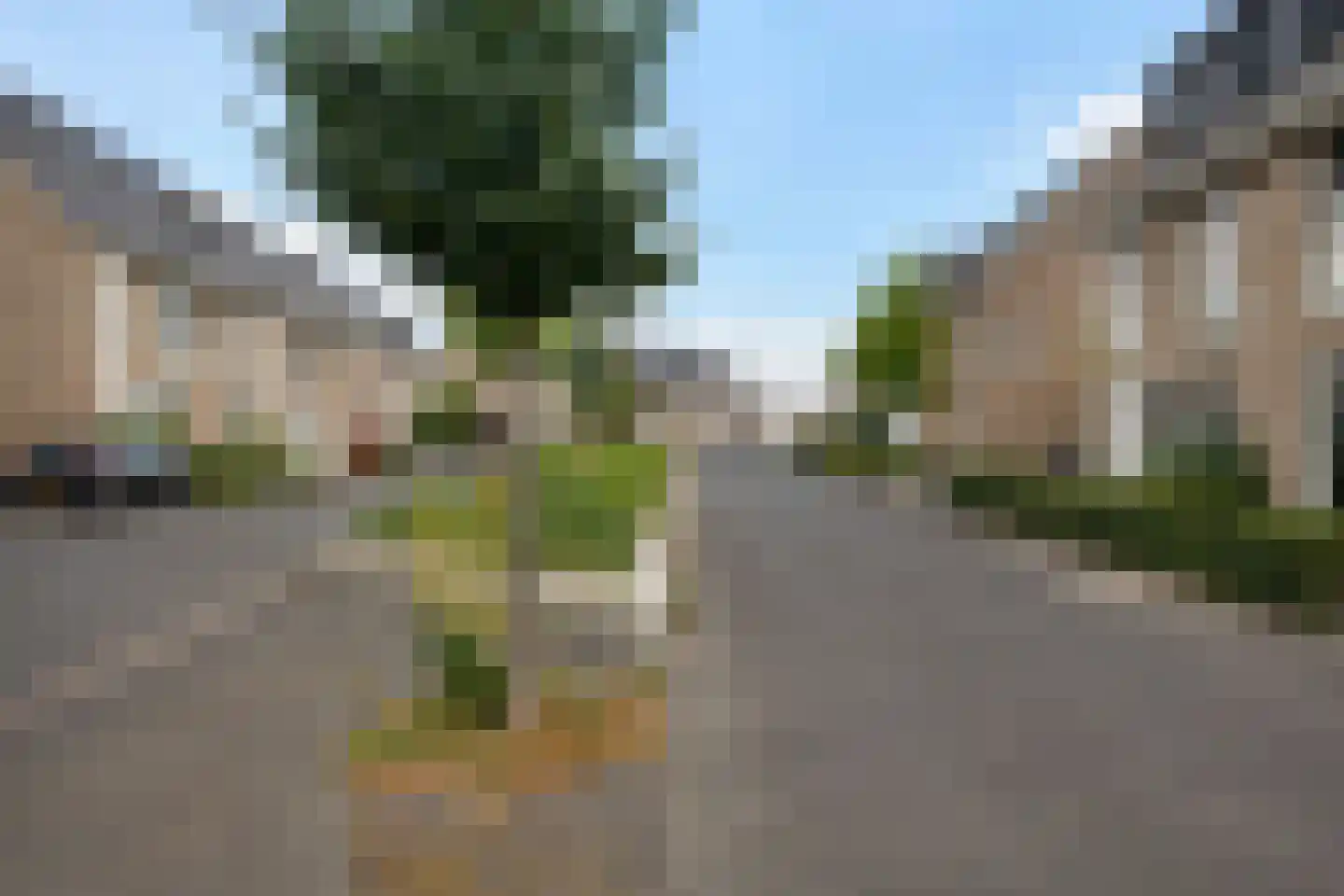 Speenkruid 50 Berghem thumbnail 30