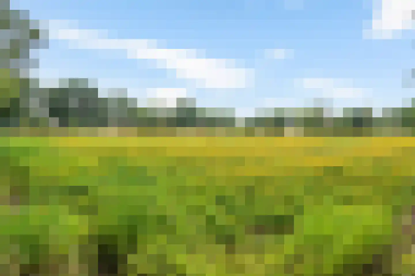 Speenkruid 50 Berghem thumbnail 31