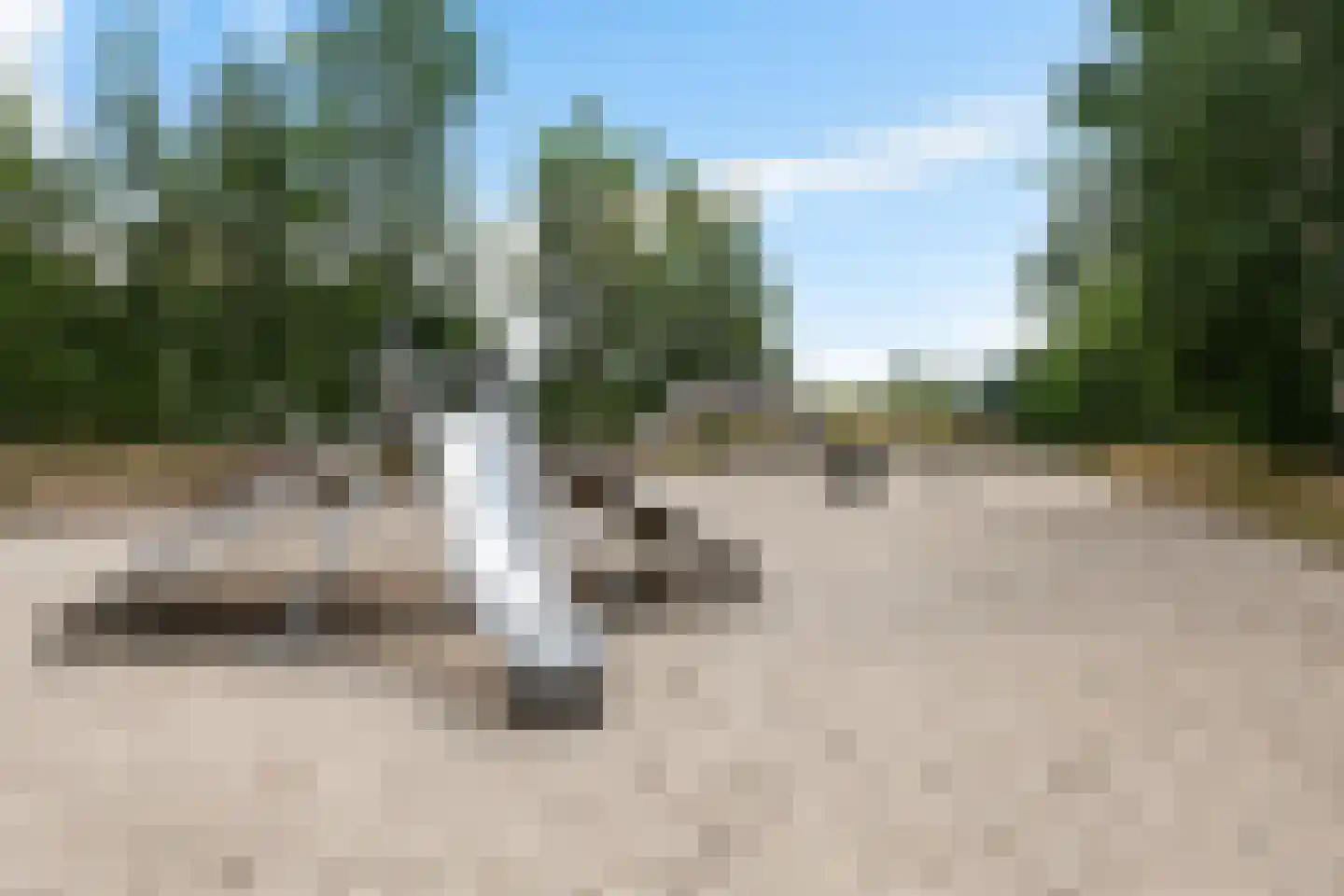 Speenkruid 50 Berghem thumbnail 33