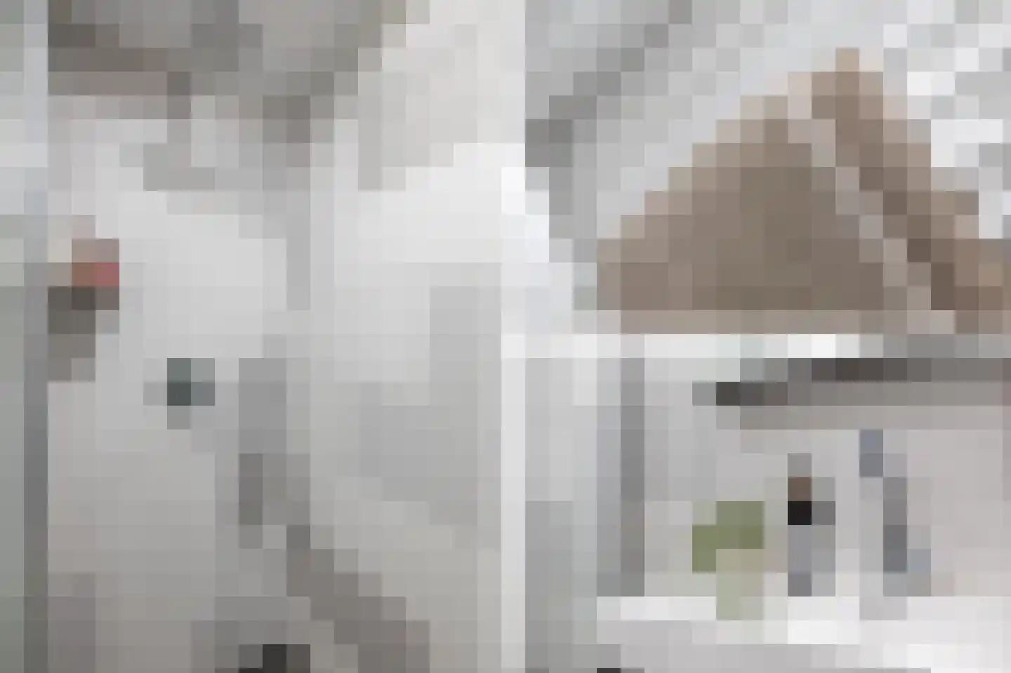 Speenkruid 50 Purmerend thumbnail 31