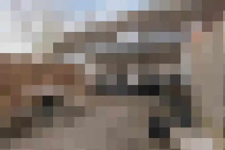 Speenkruid 51 Asten thumbnail 40