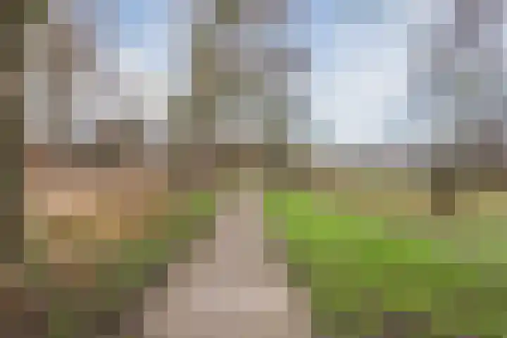 Speenkruid 51 Asten thumbnail 49