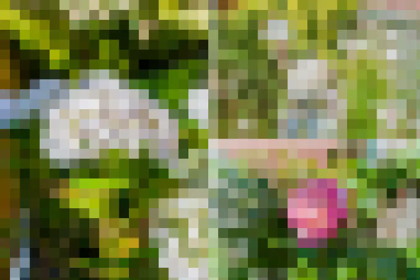 Speenkruid 56 Diemen thumbnail 46