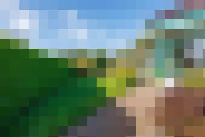 Speenkruid 7 Bedum thumbnail 52