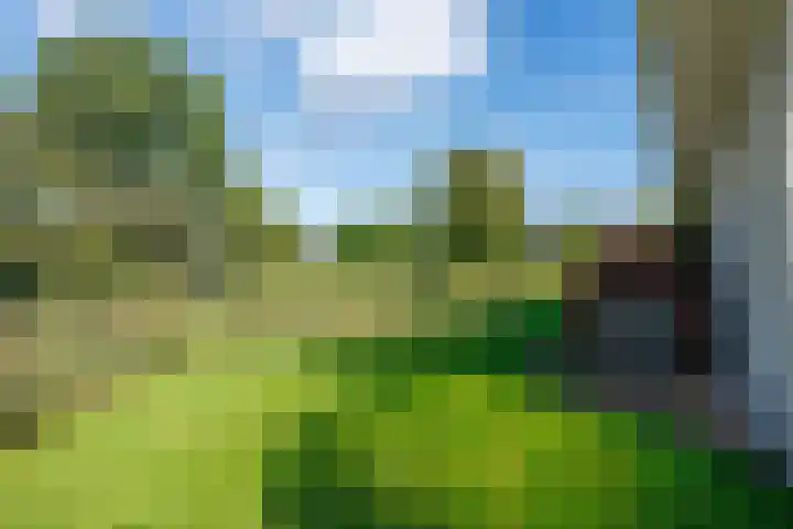 Speenkruid 7 Bedum thumbnail 57