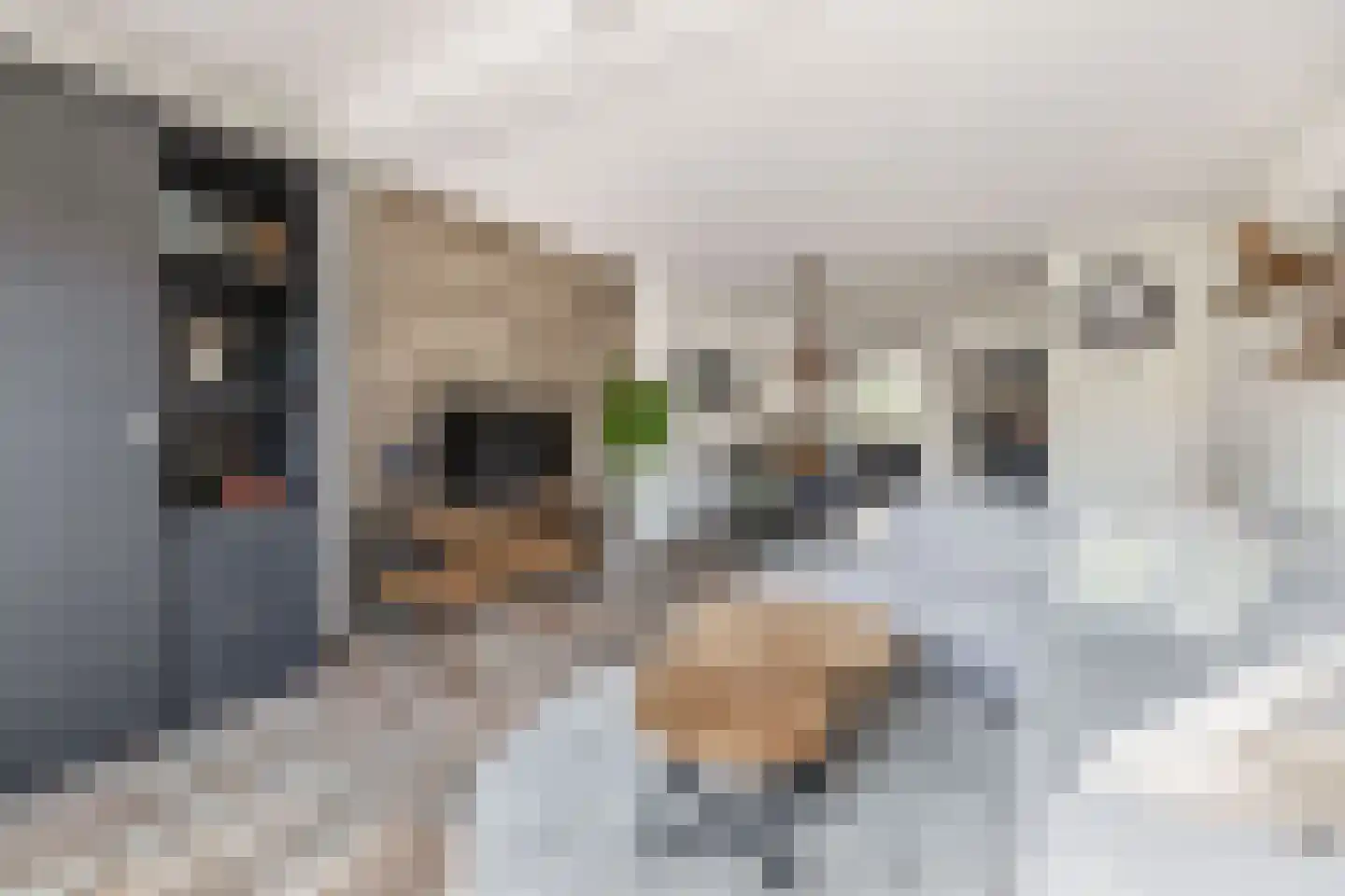 Speenkruidstraat 31 Reuver thumbnail 10