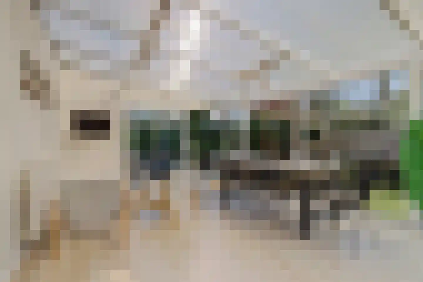 Speenkruidwei 36 Kortgene thumbnail 23