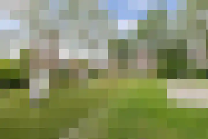 Speerdistel 12 Oudkarspel thumbnail 6
