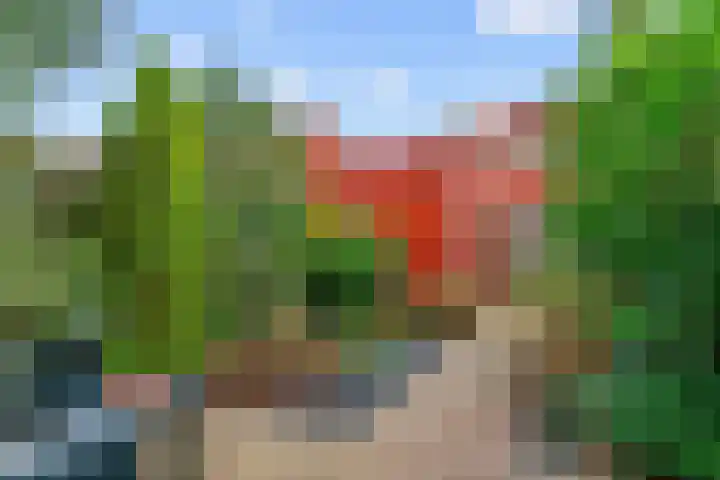 Speerdistel 4 De Meern thumbnail 25
