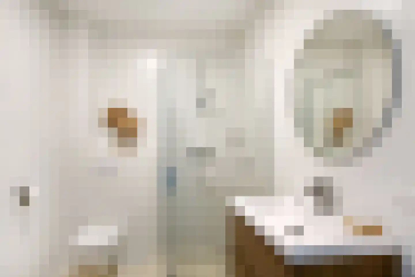 Spekdam 20 Kortgene thumbnail 20