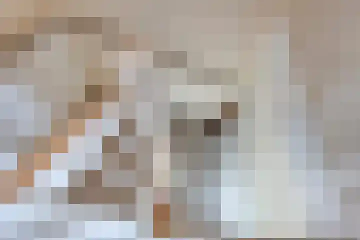 Spekdam 4 Kortgene thumbnail 18