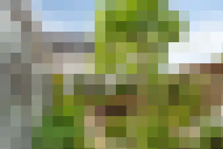 Spekdam 4 Kortgene thumbnail 29