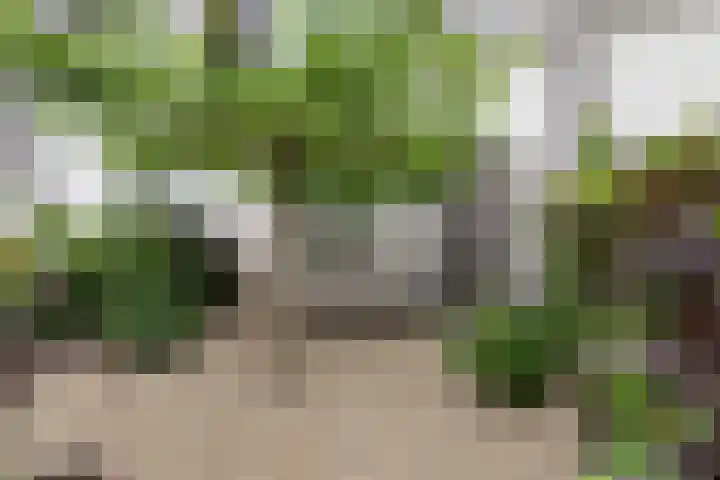 Spekdam 4 Kortgene thumbnail 4