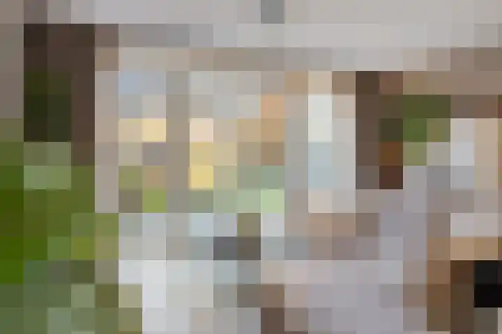 Spekdam 8 Kortgene thumbnail 10