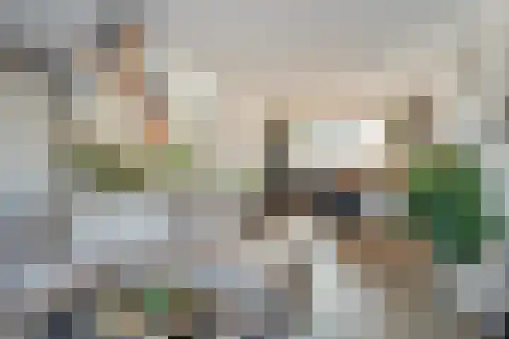 Spekdam 8 Kortgene thumbnail 11