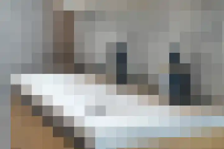 Spekdam 8 Kortgene thumbnail 33