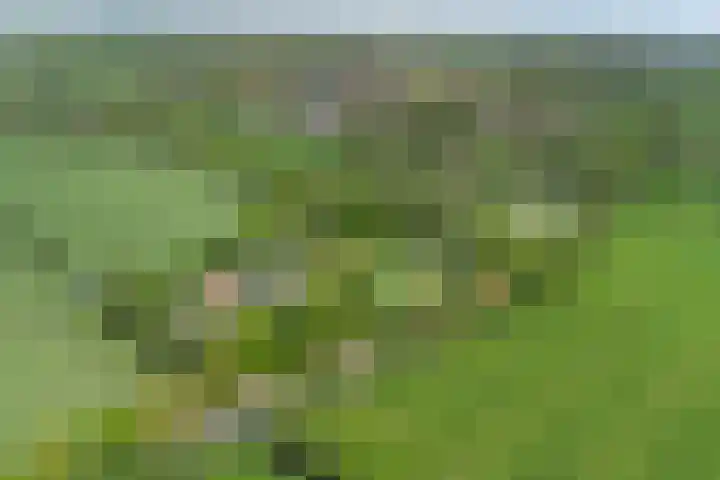Spekloane 54 Boelenslaan thumbnail 4