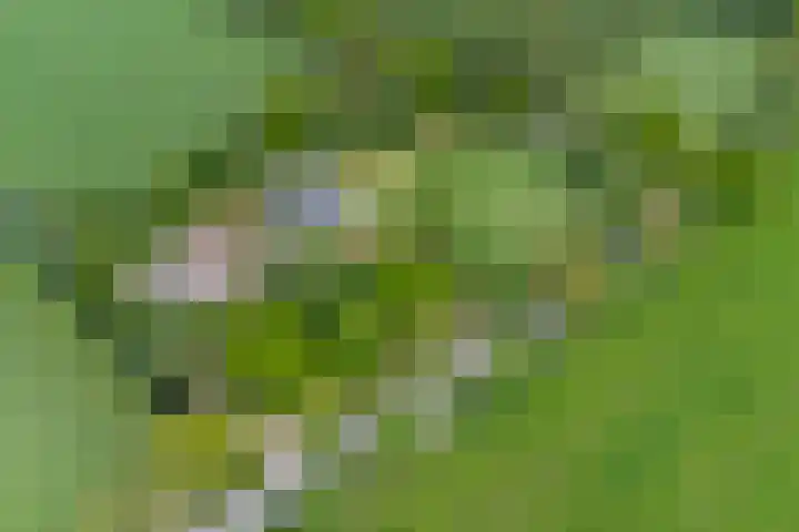 Spekloane 54 Boelenslaan thumbnail 49