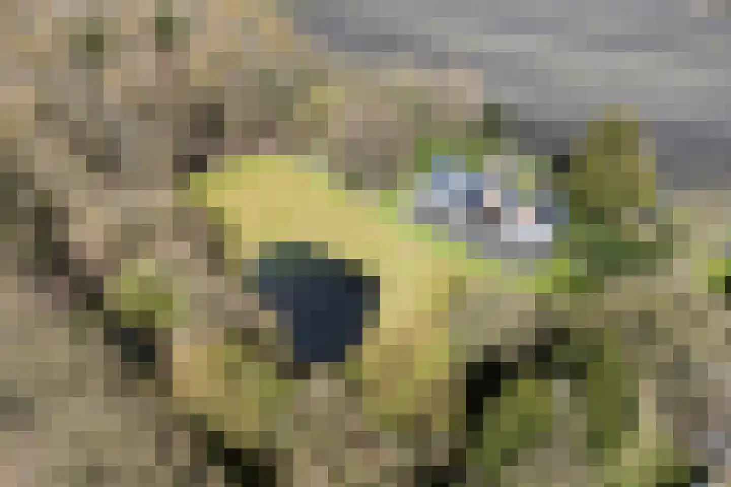 Spekopswijk 11 Dedemsvaart thumbnail 4