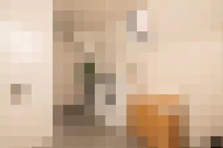 Speldenmakerssteeg 16 Gouda thumbnail 34
