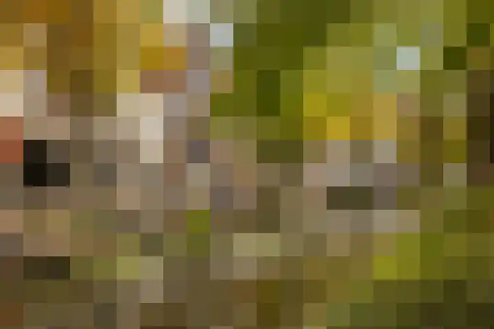 Speldenmakerssteeg 16 Gouda thumbnail 52