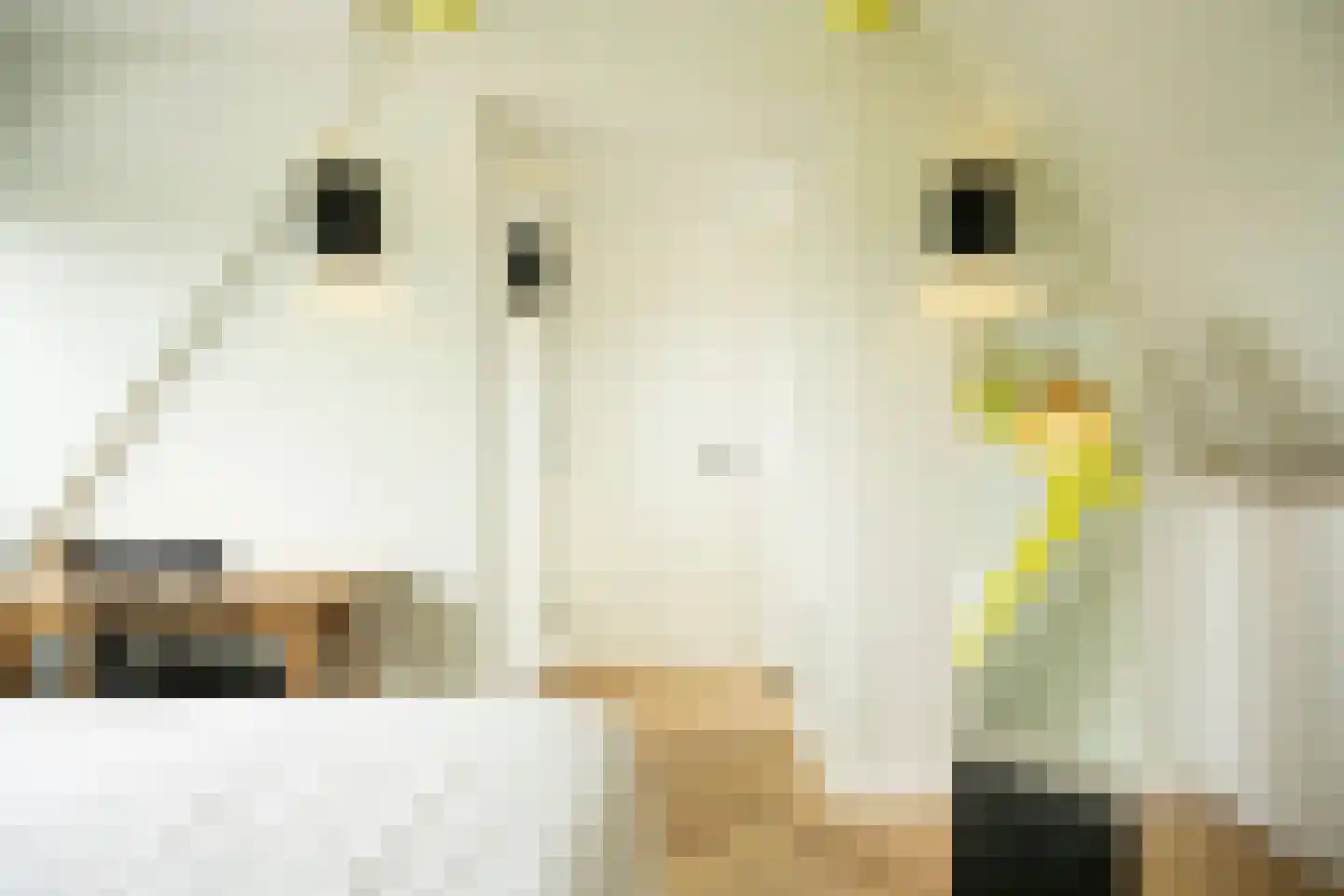 Speltakker 17 Gilze thumbnail 64