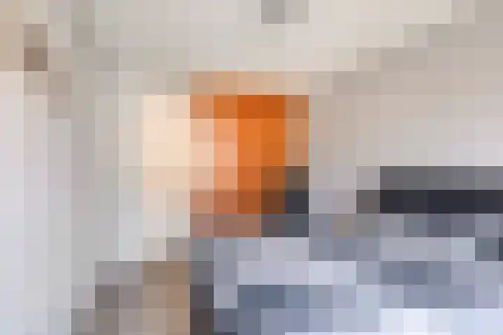 Speltakker 22 Heino thumbnail 17