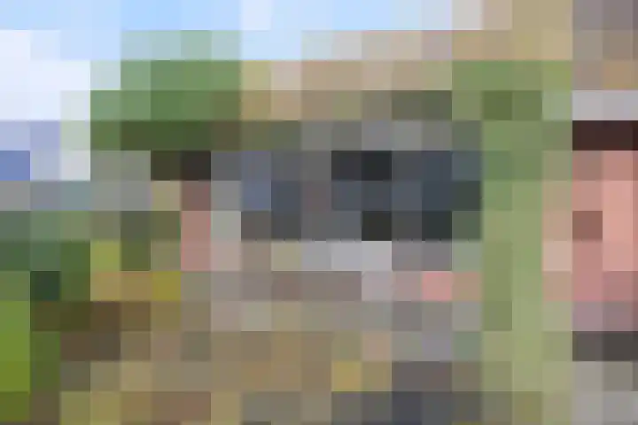 Speltakker 3 Heino thumbnail 39