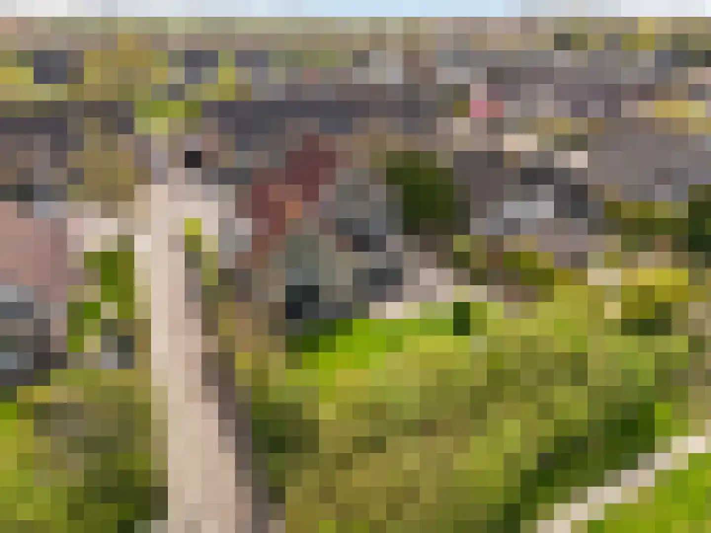Sperwer 14 Tollebeek thumbnail 33