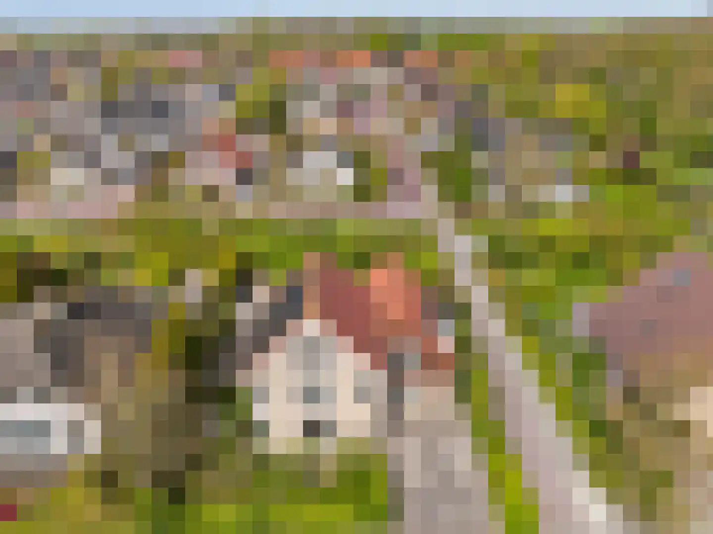 Sperwer 14 Tollebeek thumbnail 34