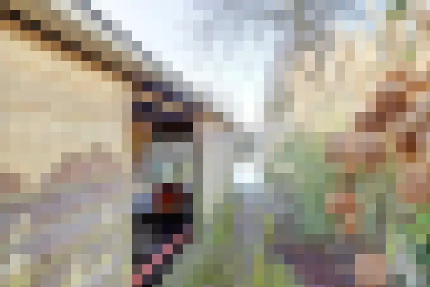 Sperwer 15 Zuid-Scharwoude thumbnail 61
