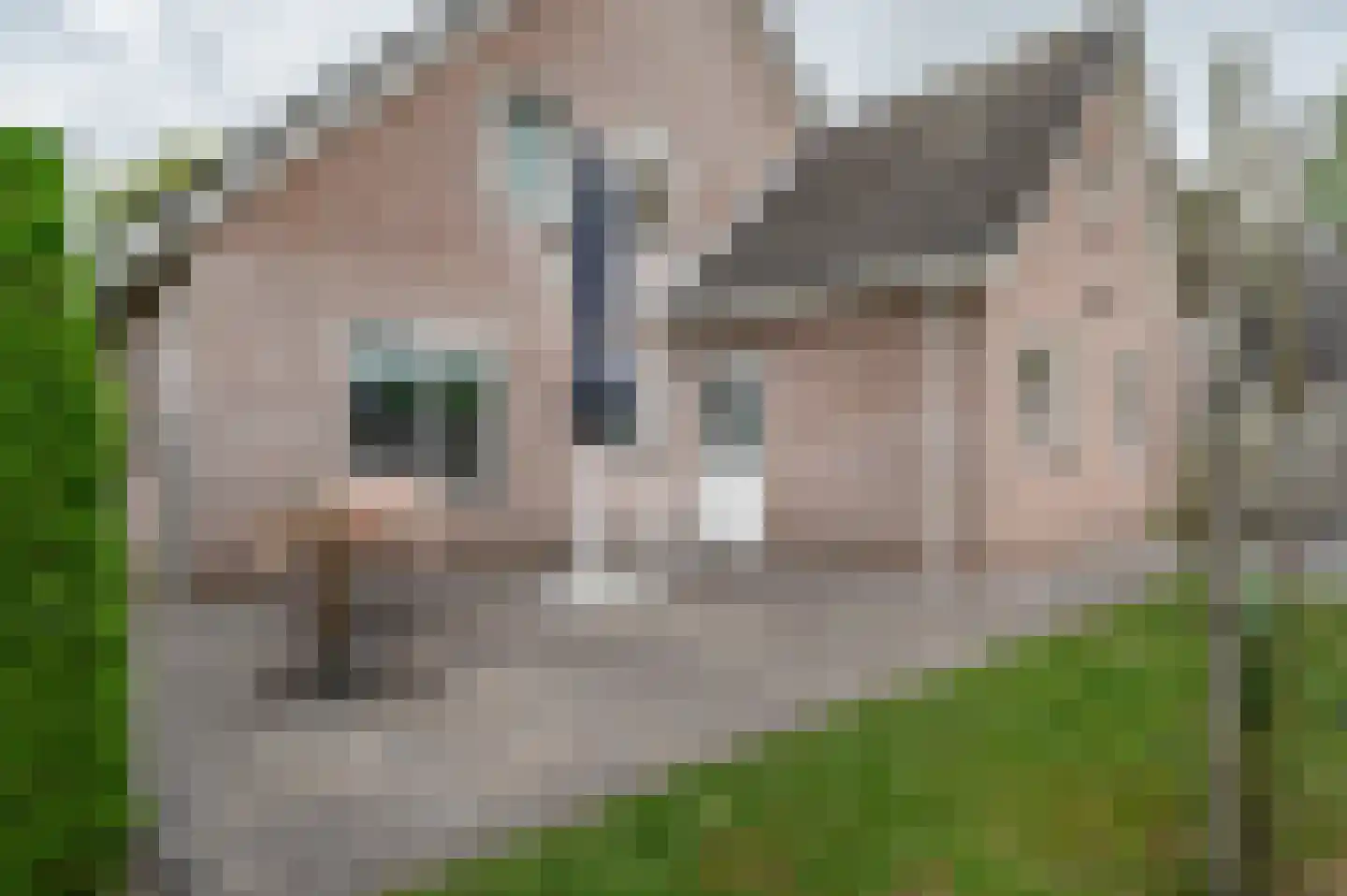 Sperwer 48 Staphorst thumbnail 39