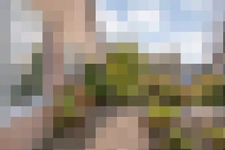 Sperwer 50 Ommen thumbnail 12