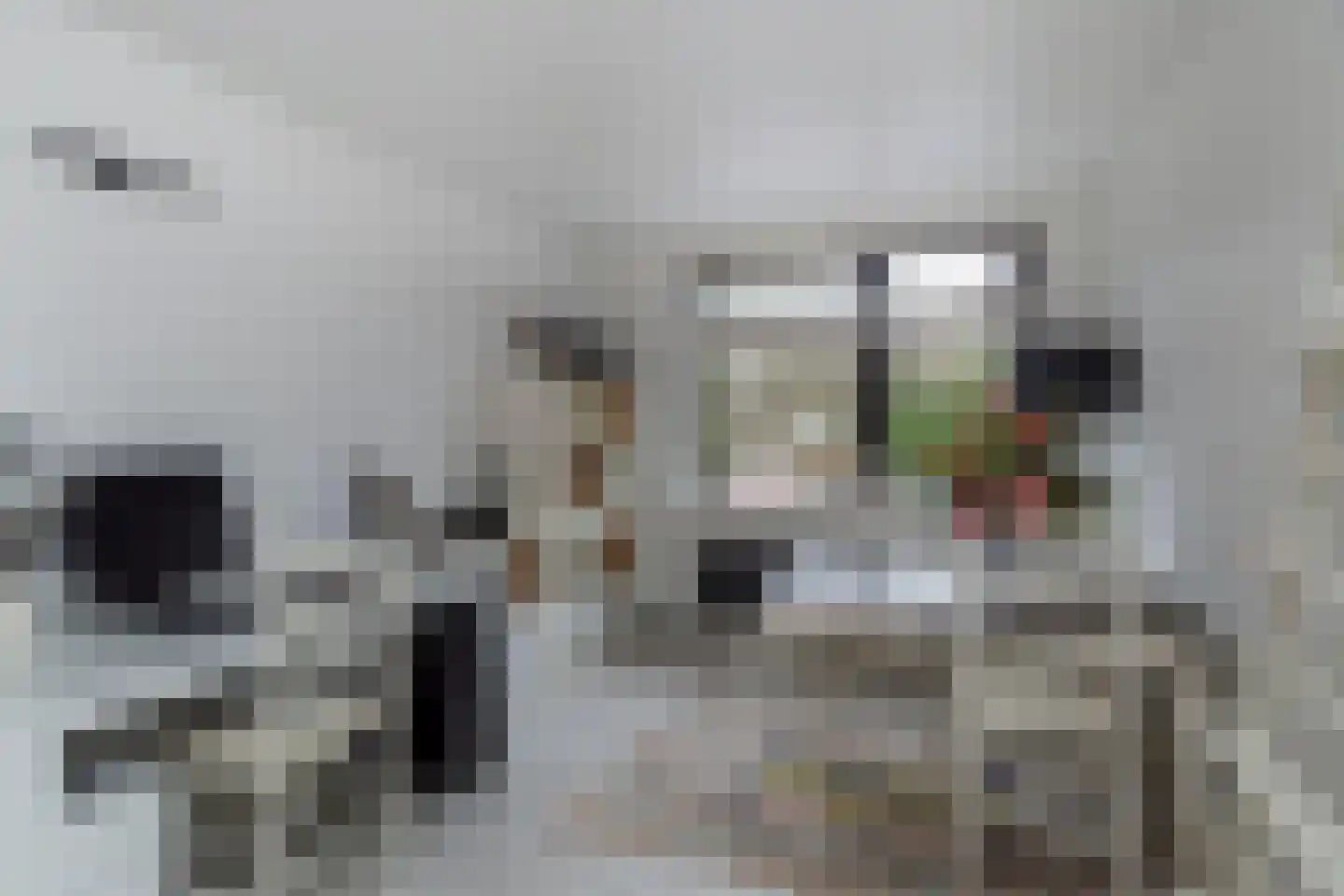 Sperwerhorst 3 Honselersdijk thumbnail 20