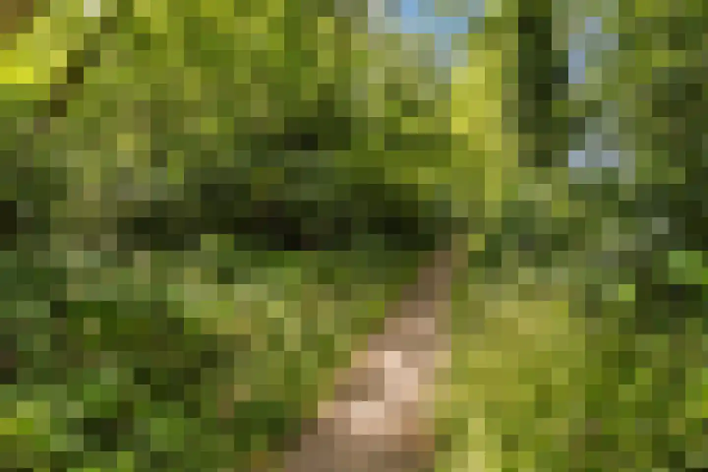 Sperwerhorst 5 Cuijk thumbnail 40